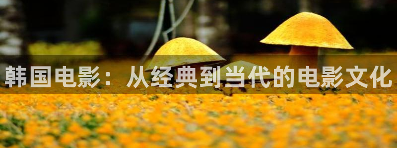 樱花视频电视剧